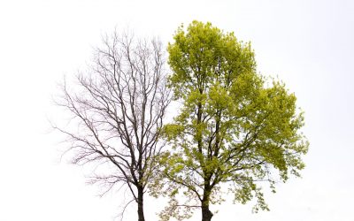 a green tree and a tree without leaves stand side by side against the white sky